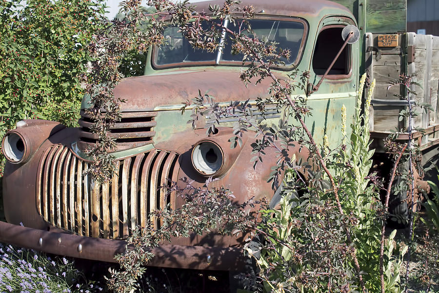 Old Rusty Truck in the Bushes Photograph by Cathy Anderson