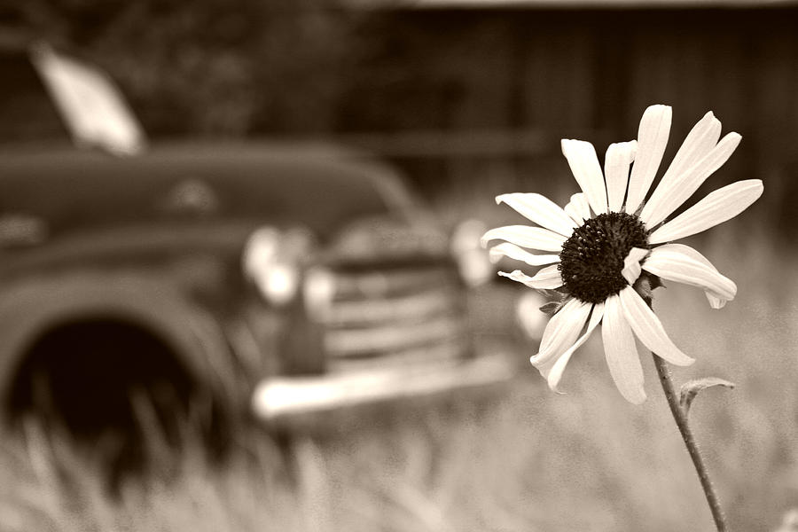 Chevy and Flower Photograph by Daniel Woodrum