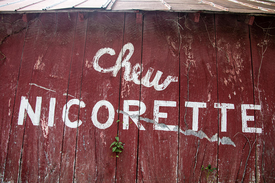 Chew Nicorette Photograph by Cathy Donohoue