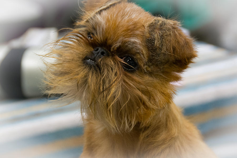 Dog Photograph - Chewbacca by Kathy Liebrum Bailey