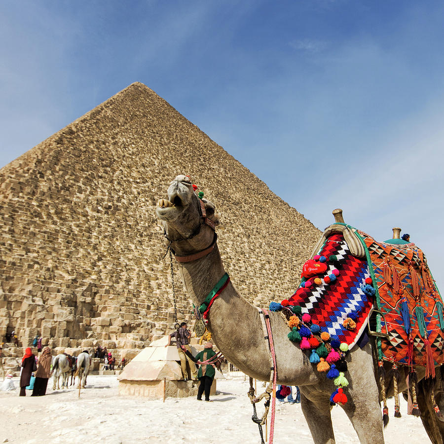 Chewing Camel - Great Pyramid Of Giza Photograph by John Griffiths (griff~ography) York, Uk