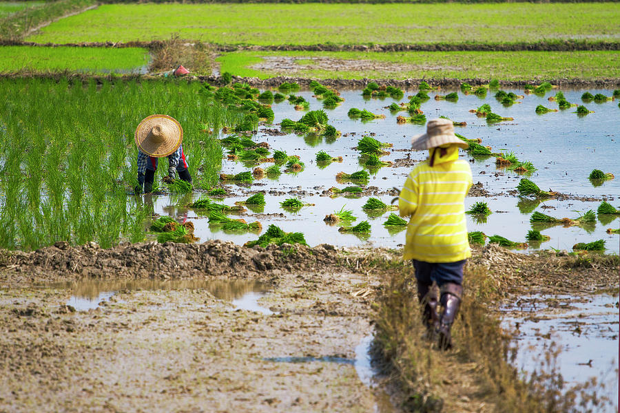 Chiang Rai Rice Transplanting Photograph by Jean-claude Soboul