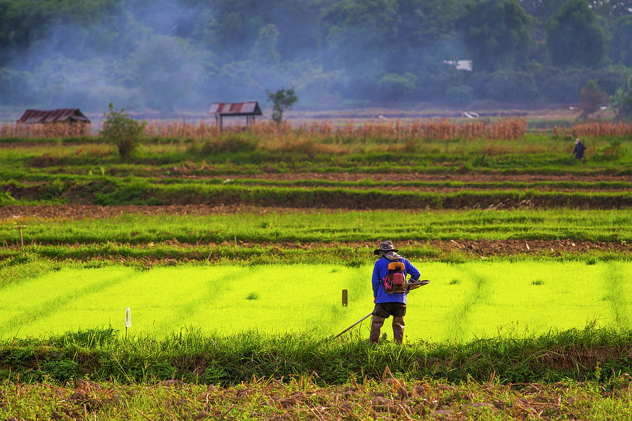 Chiang Rai_farmer On Rice Field Photograph by Jean-claude Soboul