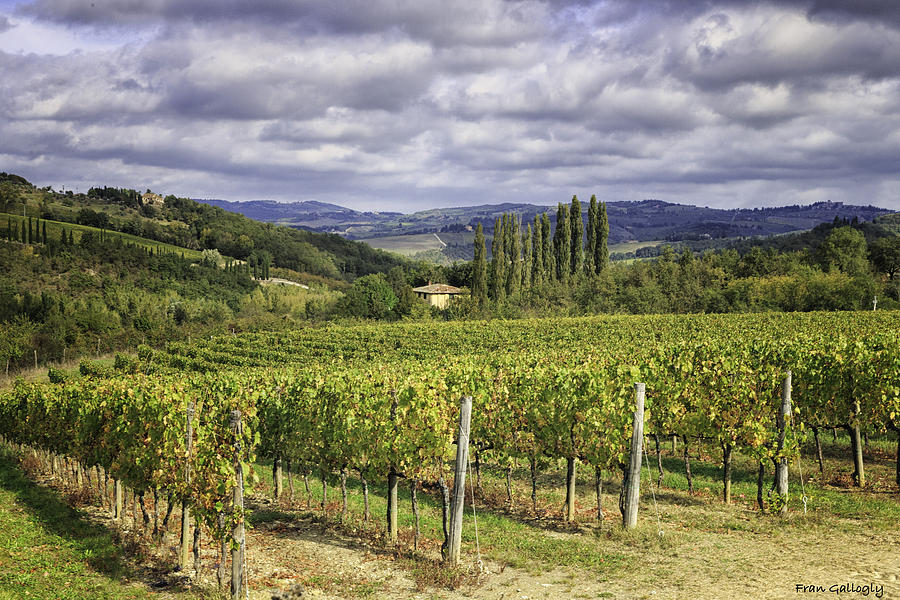 Chianti Country Photograph by Fran Gallogly