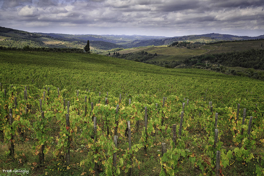 Chianti Region of Tuscany Photograph by Fran Gallogly