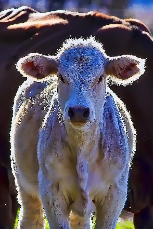 Chiaroscuro Calf Photograph by Gary Holmes