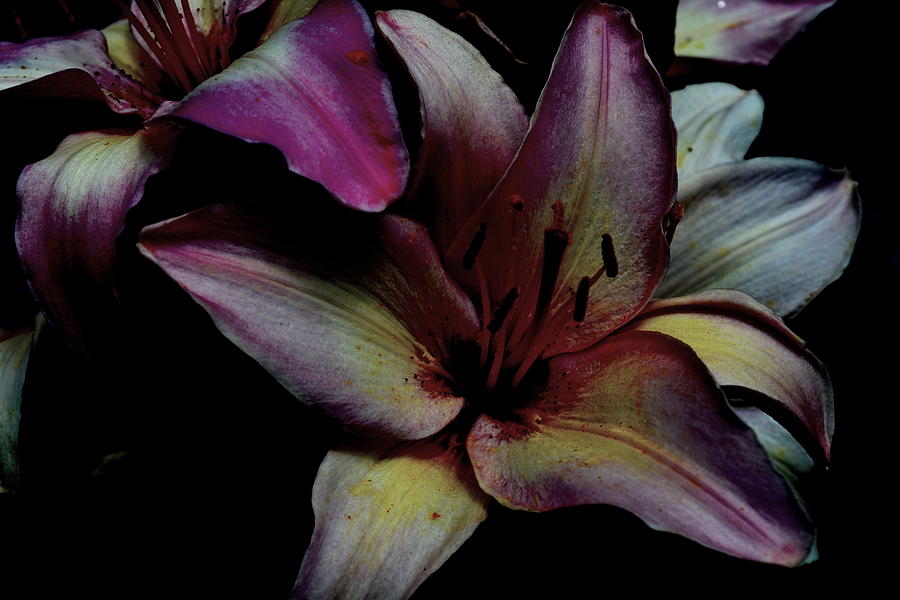 Abstract Photograph - Chiaroscuro Lilies by Kathy Barney