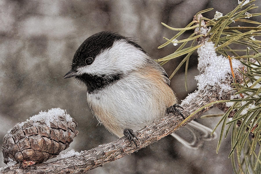 Chicadee in Winter Photograph by Theo OConnor