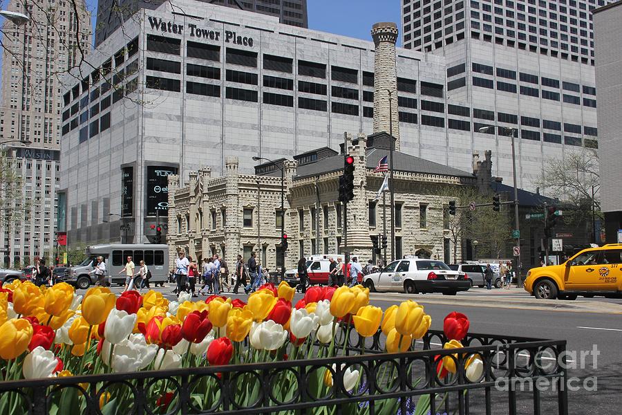 Chicago at Spring Time Photograph by Alice Terrill