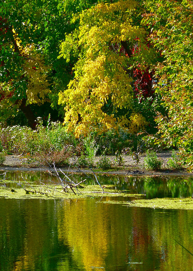 Tree Photograph - Chicago Autumn by Pamela Guajardo-Lagos