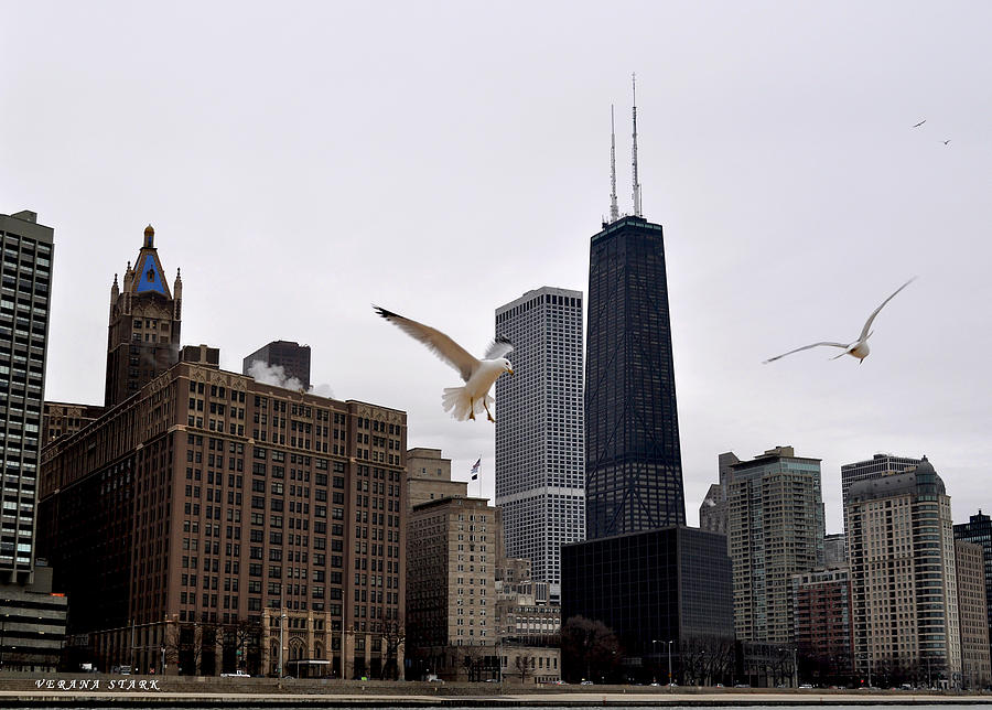 Chicago Birds 2 Photograph by Verana Stark