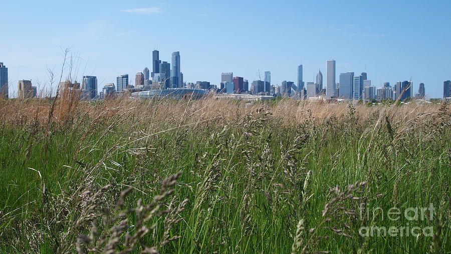 Chicago Fields Photograph by Alex Kendig - Pixels