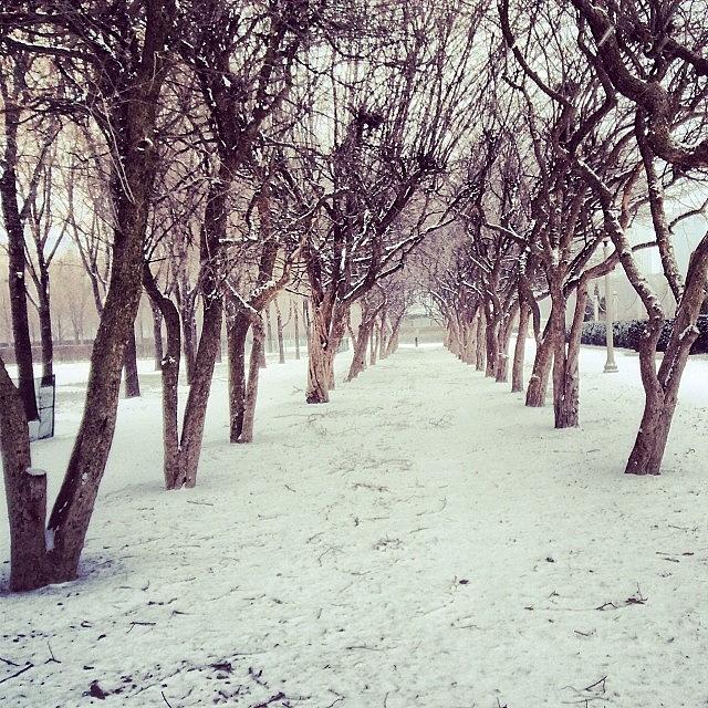 Winter Photograph - Chicago, Il - Walk In The Wooden Park - by Trey Kendrick