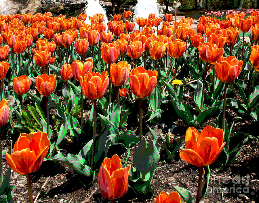 Chicago Orange Tulips Photograph by Larry Oskin