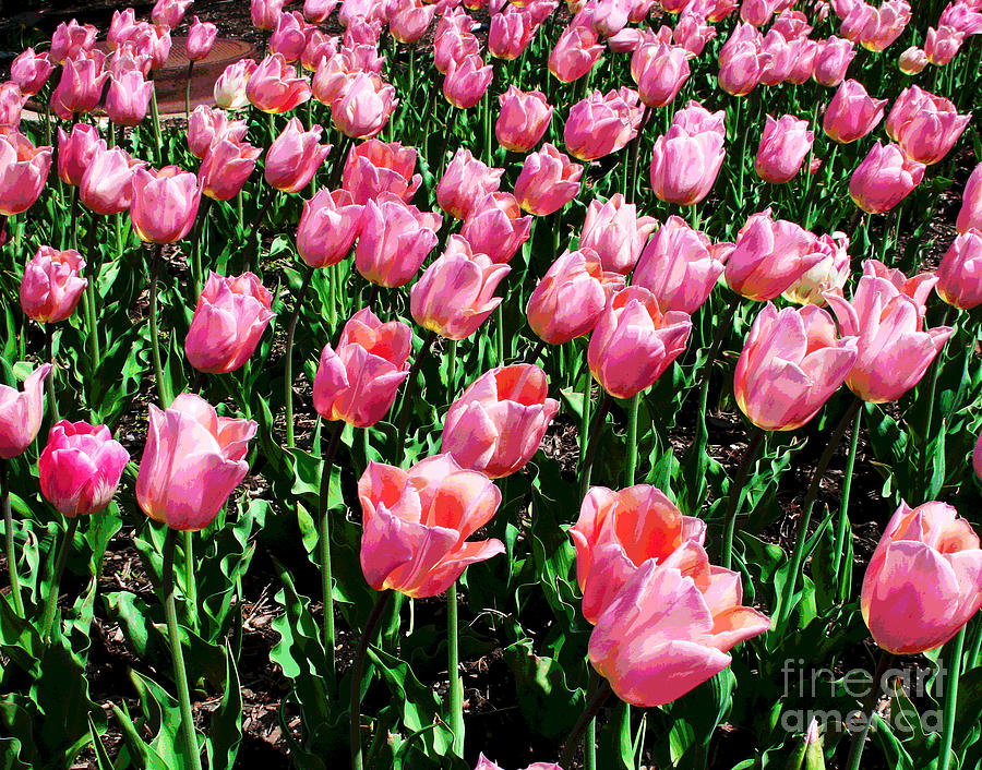 Chicago Pink Tulips Photograph by Larry Oskin