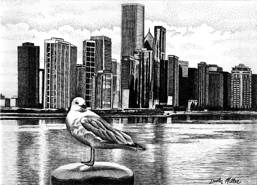 Chicago Seagull Drawing by Dustin Miller