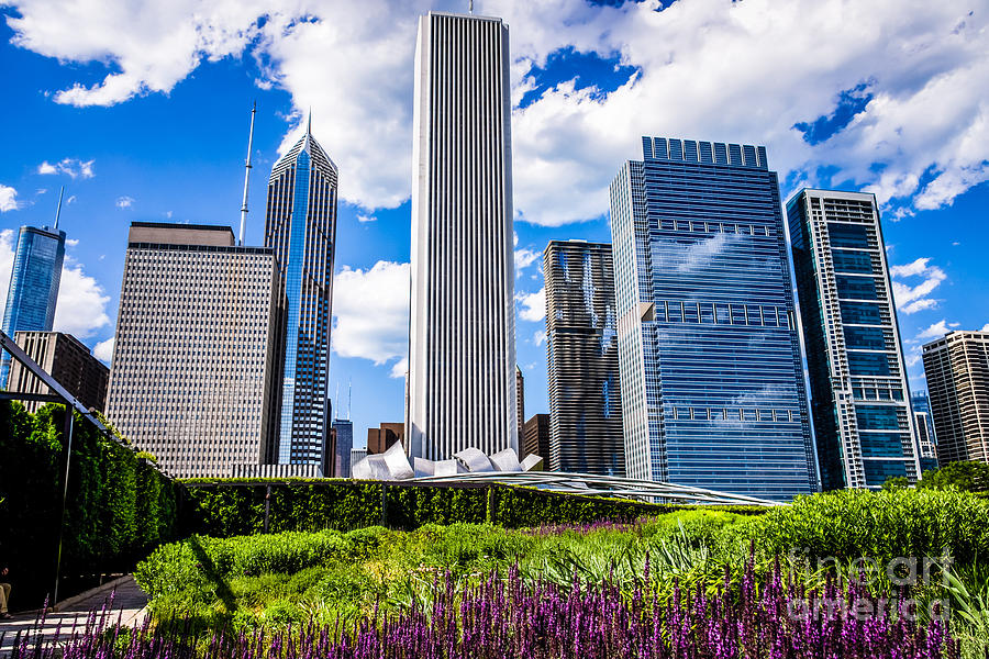 Chicago Skyline and Lurie Garden Picture Photograph by Paul Velgos