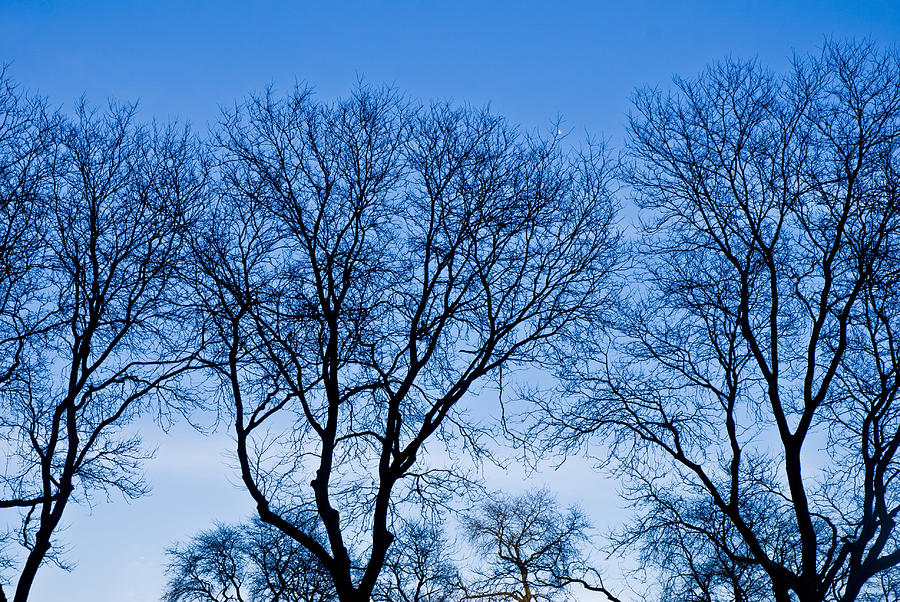 Chicago - Trees in Blue Hues Photograph by MBA Photography
