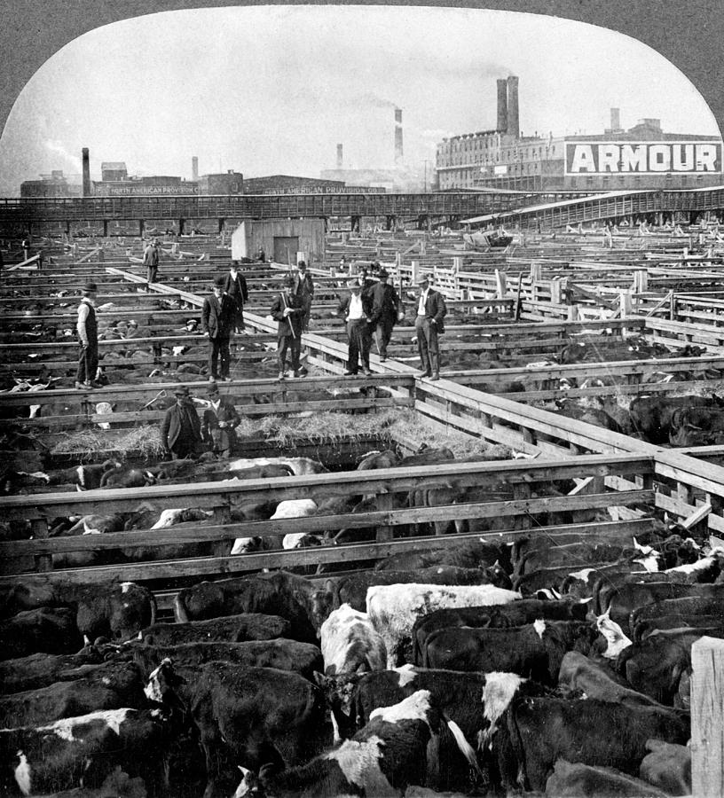 Chicago, Union Stock Yard, 1909 Photograph by Science Source