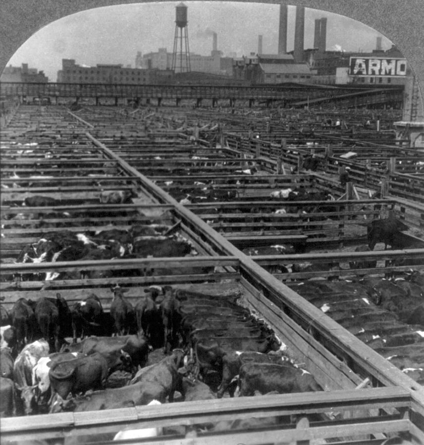 Chicago, Union Stock Yard, 1926 Photograph by Science Source