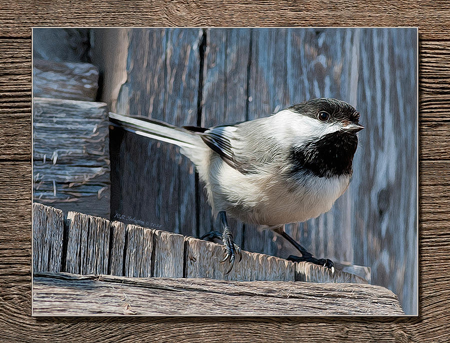 Chickadee on Fence Photograph by WB Johnston