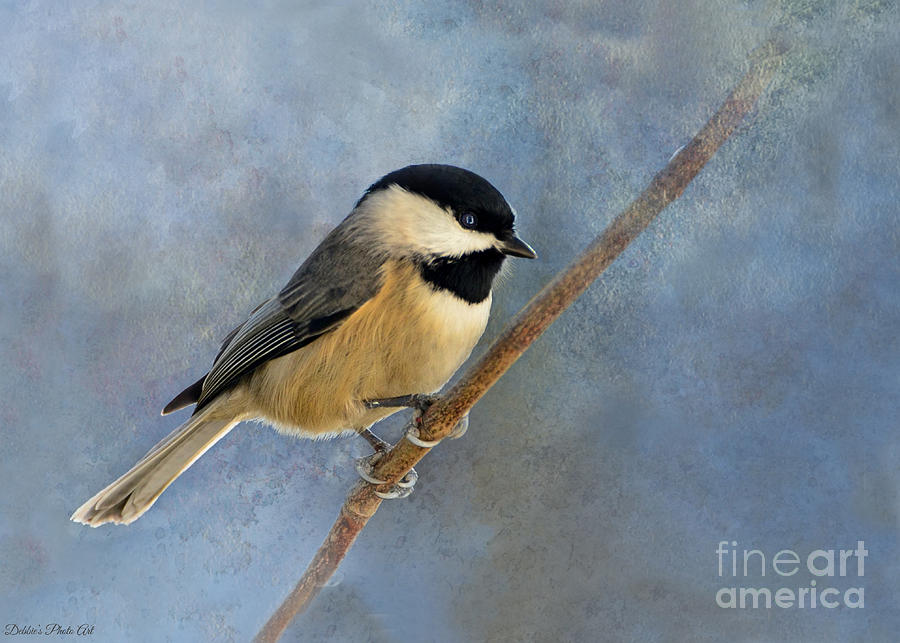 Chick A Dee On Blue Background 1 Photograph by Debbie Portwood