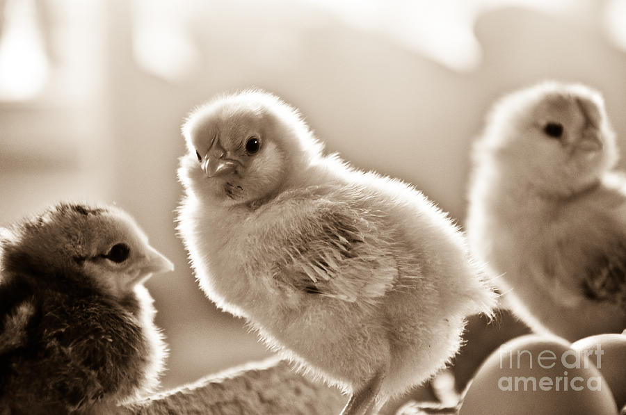 Chick Photograph by Cheryl Baxter