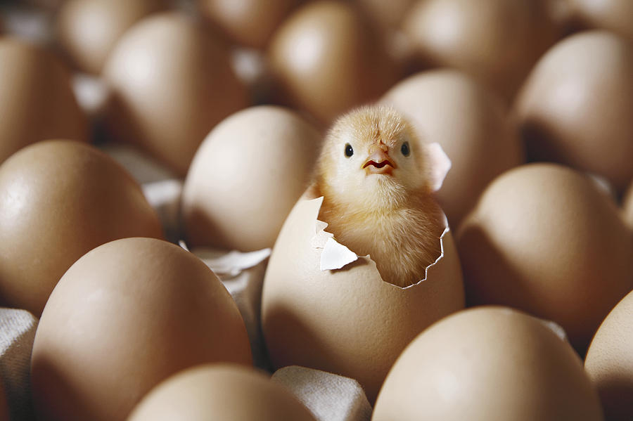 Chick hatching from egg on egg tray Photograph by David Malan