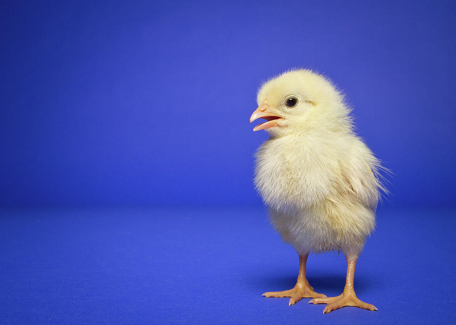 Chick Photograph by Square Dog Photography