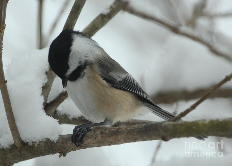 Chicka Dee Dee Dee Photograph by Laurie Pocher - Fine Art America