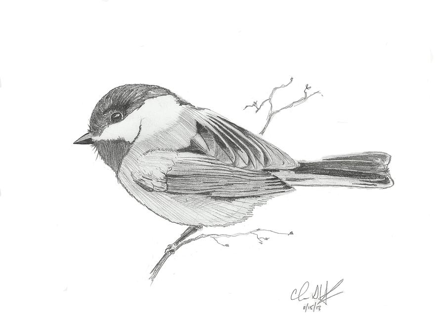 Chickadee #1 Drawing by Chris Hughes - Fine Art America