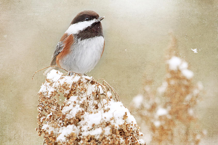 Chickadee and Falling Snow Photograph by Peggy Collins
