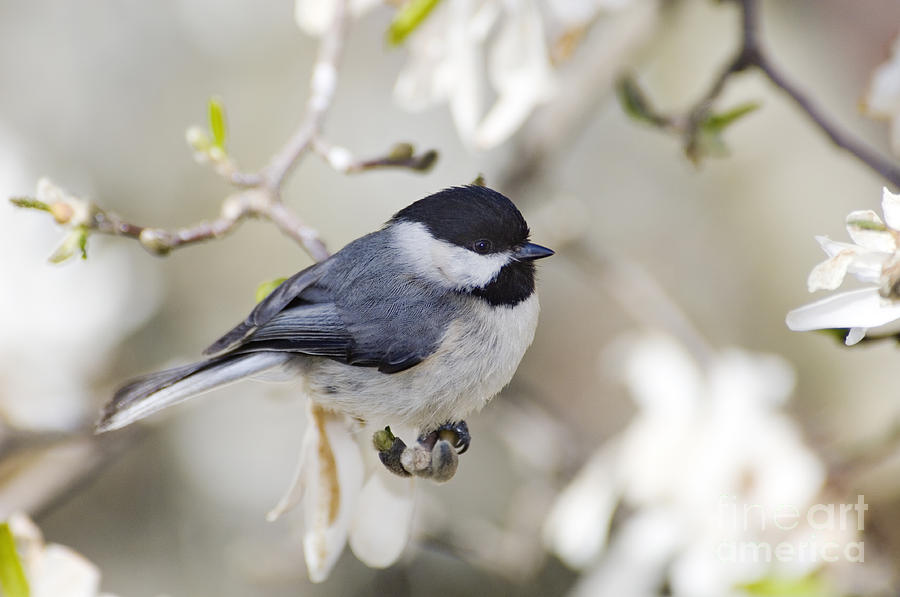 Chickadee and Magnolia - D008970 Photograph by Daniel Dempster