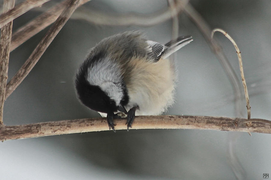 Chickadee and Seed Photograph by John Meader