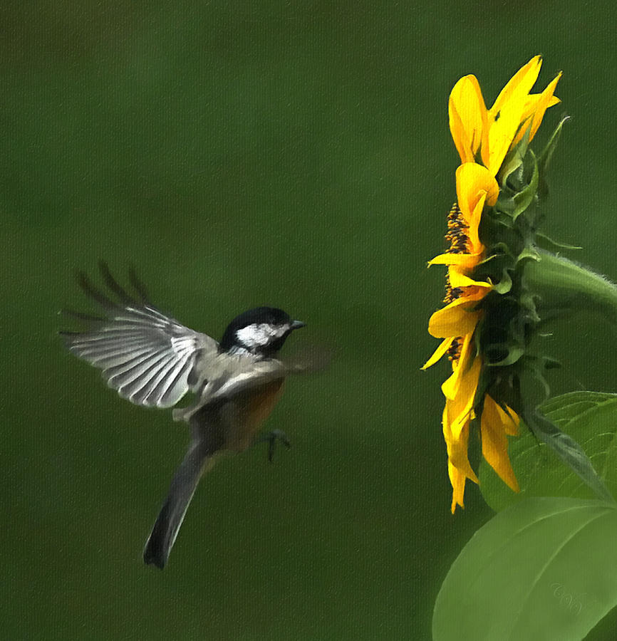 Chickadee and Sunflower Photograph by Clare VanderVeen