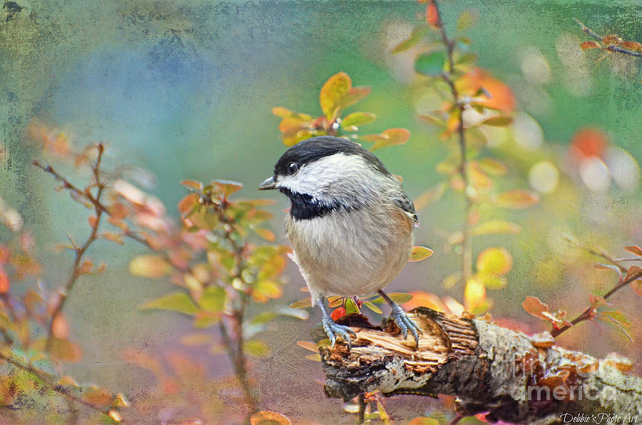 Chickadee and the Hiding Caterpillar Photograph by Debbie Portwood