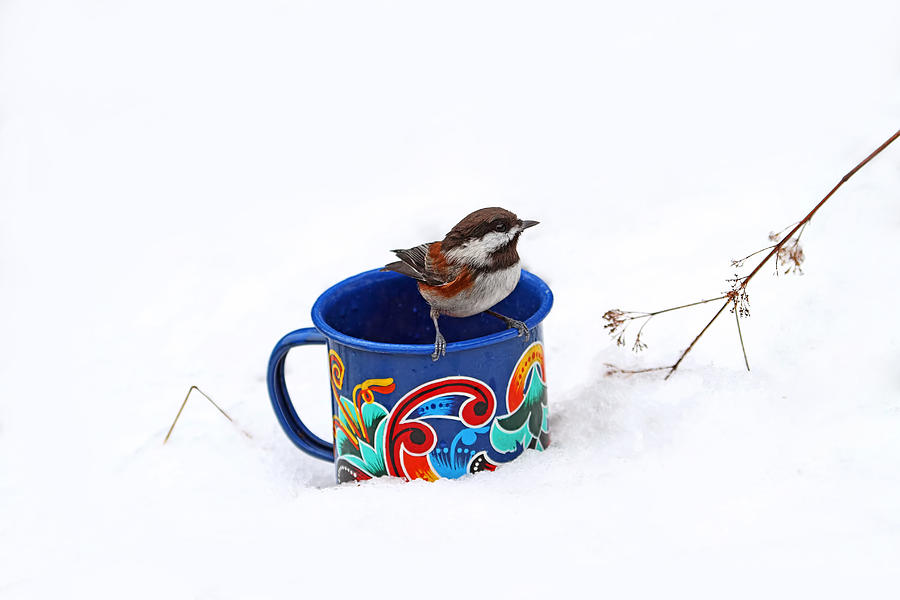 Chickadee and Tin Cup in Snow Photograph by Peggy Collins