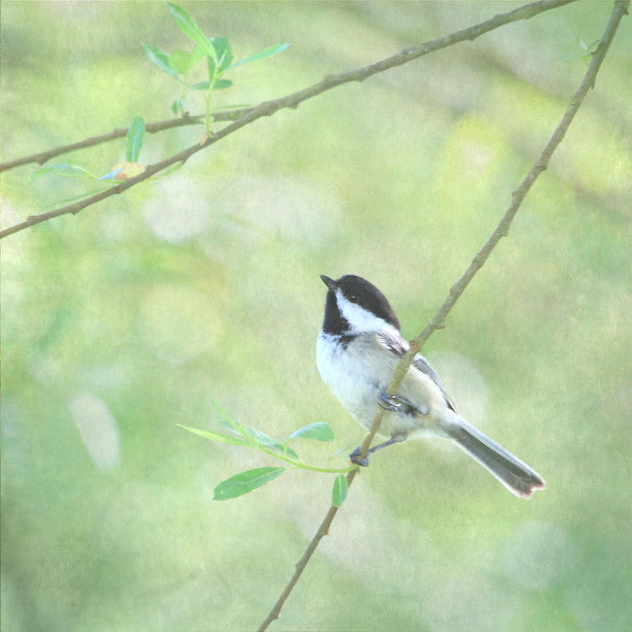 Chickadee Photograph by Angie Vogel
