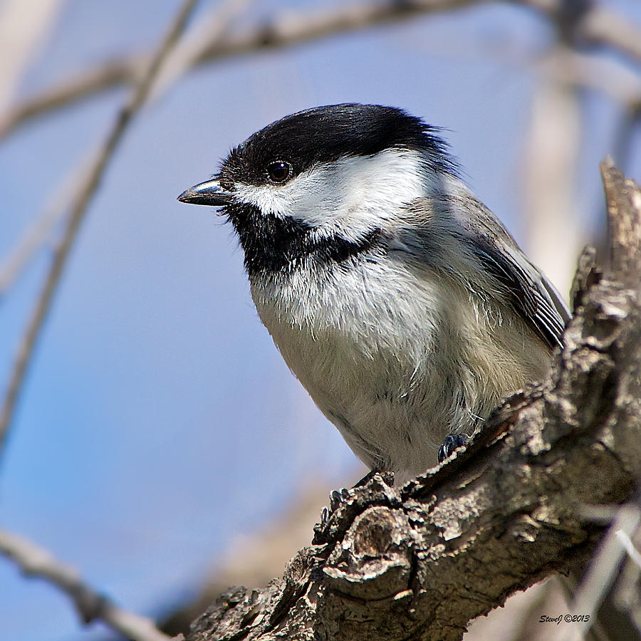 Chickadee at Carson Nature Center Photograph by Stephen Johnson