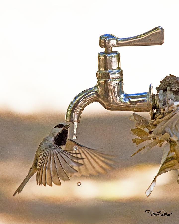 Chickadee at Faucet Photograph by David Salter