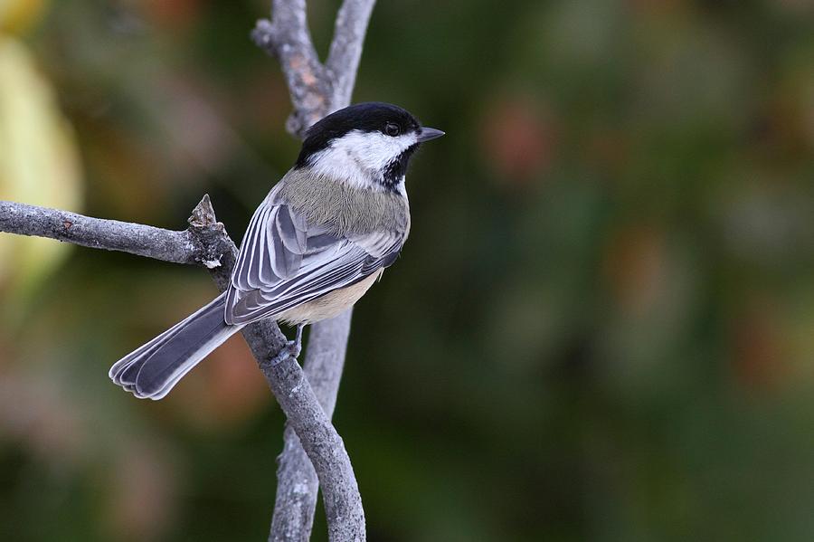 Chickadee At Rest Photograph by Mike Farslow