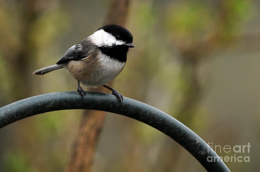 Chickadee Black Capped Photograph by Laura Mountainspring