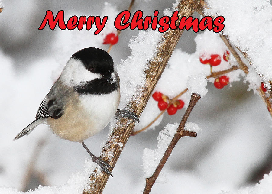 Chickadee Christmas Card Photograph by Mike Dickie - Fine Art America