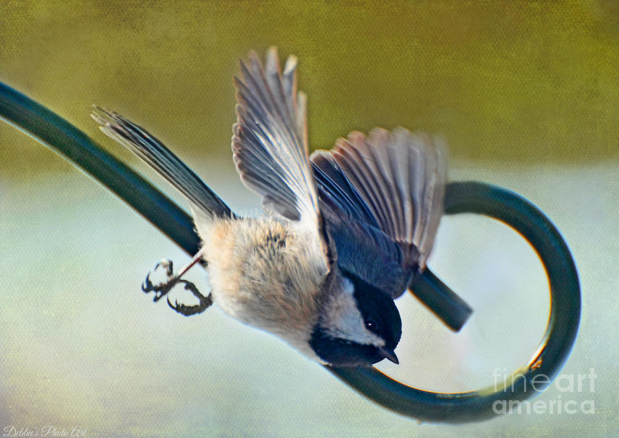 Chickadee Divebomb Photograph by Debbie Portwood
