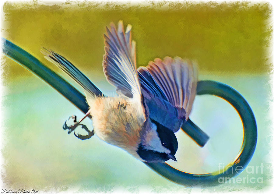 Chickadee Divebomb - Digital Paint Photograph by Debbie Portwood