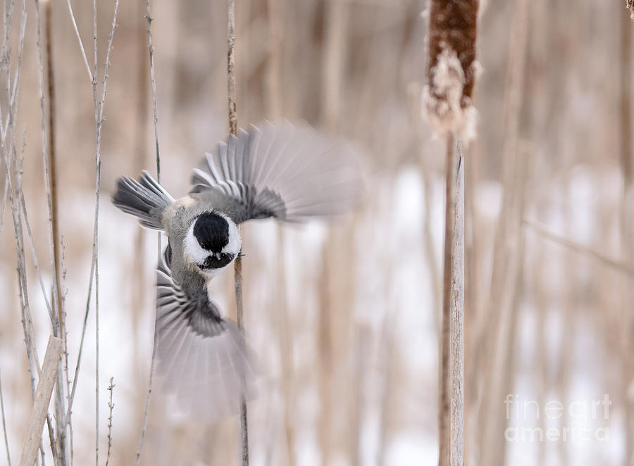 Chickadee Flying Photograph by Cheryl Baxter