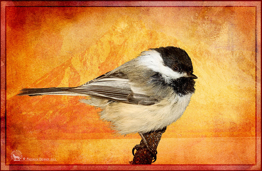 Chickadee Pyrography by Fred Denner