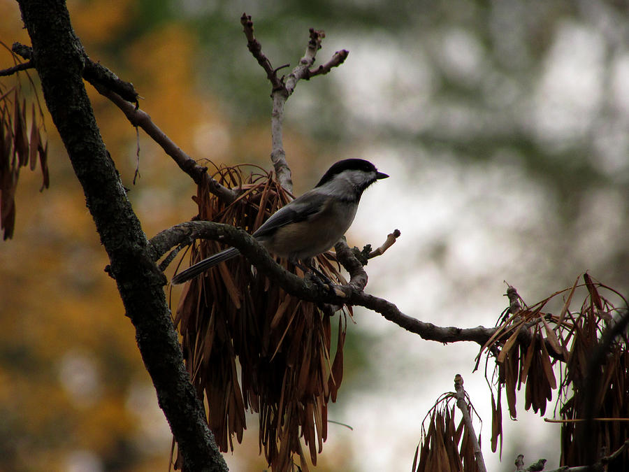 Chickadee in a Tree Photograph by Kimberly Mackowski