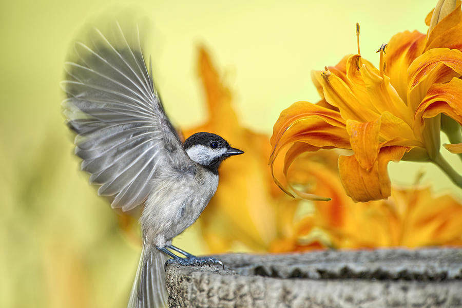 Chickadee in Daylily Garden Photograph by Bonnie Barry