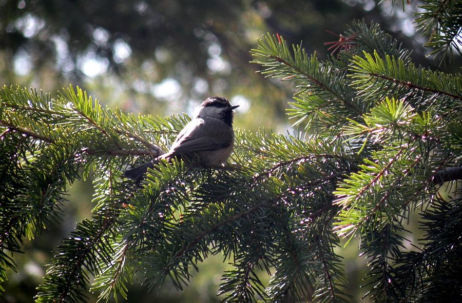 Chickadee Pines B&B, Alberta, Canada